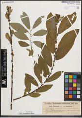 Foto von Salix medemii Boiss.
